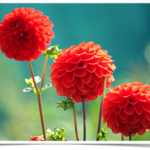 cropped-flowerpic.png